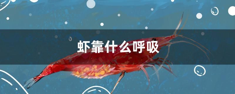 蝦靠什么呼吸 潛水艇魚