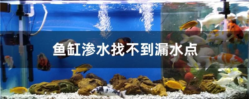 魚缸滲水找不到漏水點怎么辦