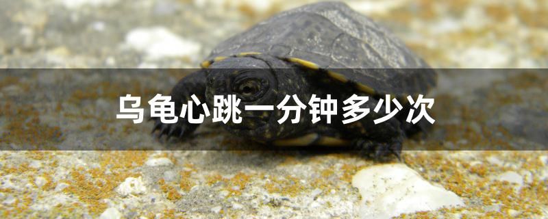 一家放兩個魚缸好不好（一個家里放兩個魚缸好嗎） 祥龍水族濾材/器材