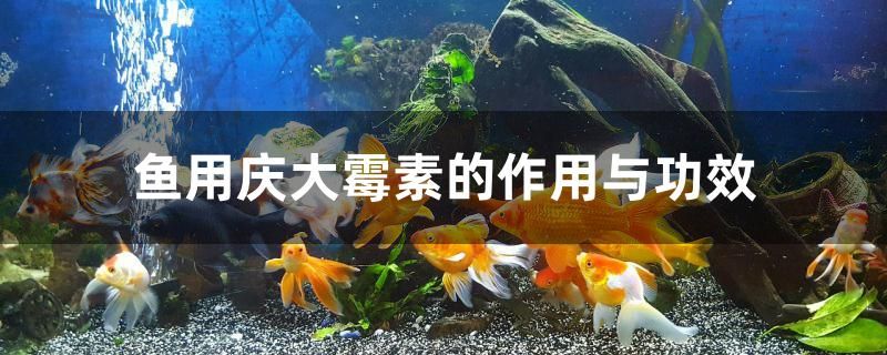 魚用慶大霉素的作用與功效 巨骨舌魚