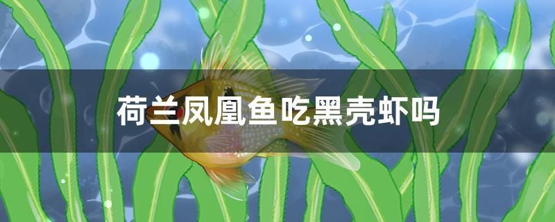 荷蘭鳳凰魚吃黑殼蝦嗎 巨骨舌魚