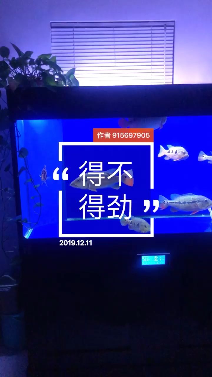 大魚混養(yǎng) 觀賞魚論壇 第1張