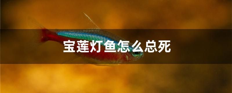 寶蓮燈魚怎么總死 魚缸定做