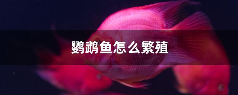 鸚鵡魚怎么繁殖 羅漢魚