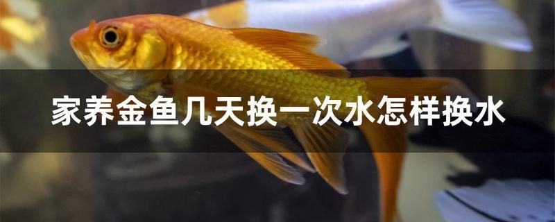 家養(yǎng)金魚幾天換一次水怎樣換水 黑云魚