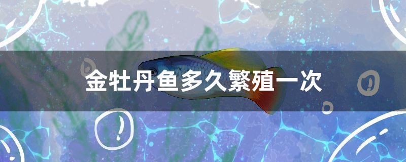 金牡丹魚(yú)多久繁殖一次 觀賞魚(yú)批發(fā)