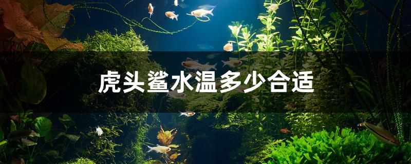 虎頭鯊水溫多少合適 狗頭魚