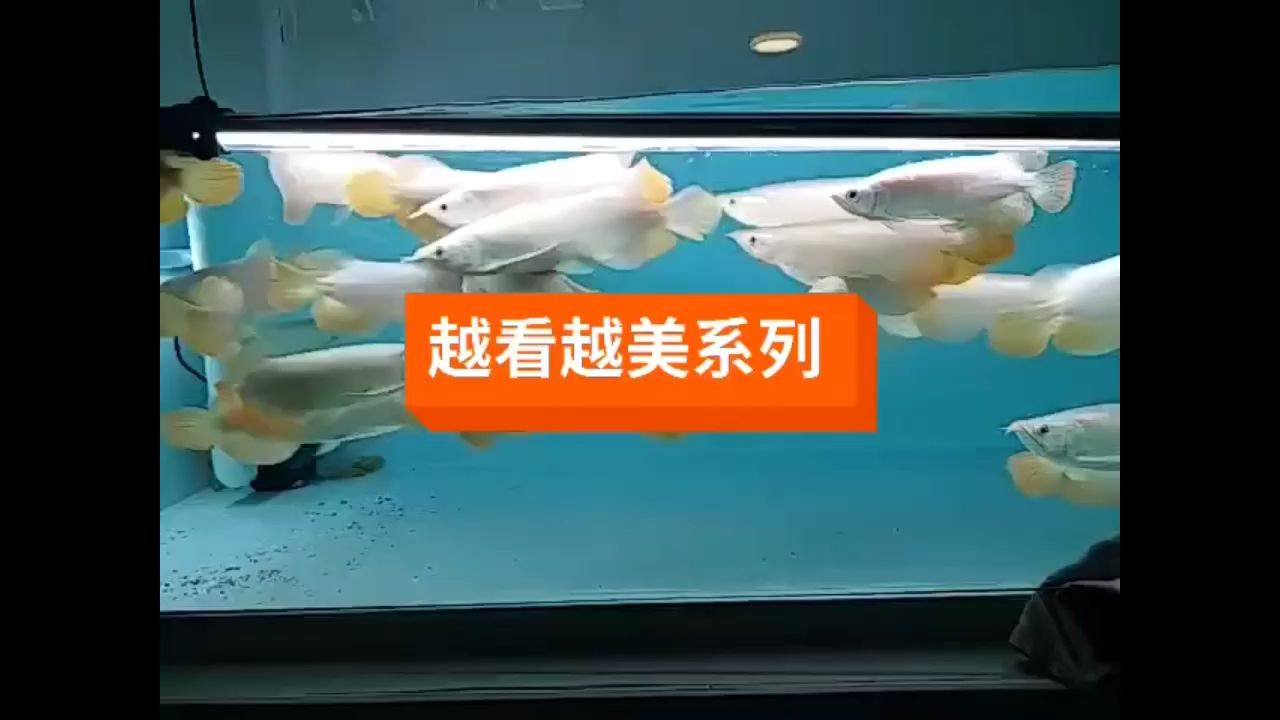 看看我們的超大七鰭大白條。[呲牙] 觀賞魚(yú)論壇 第1張