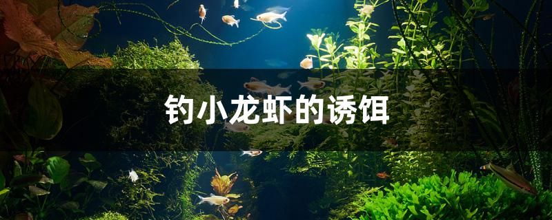 釣小龍蝦的誘餌 大湖紅龍魚