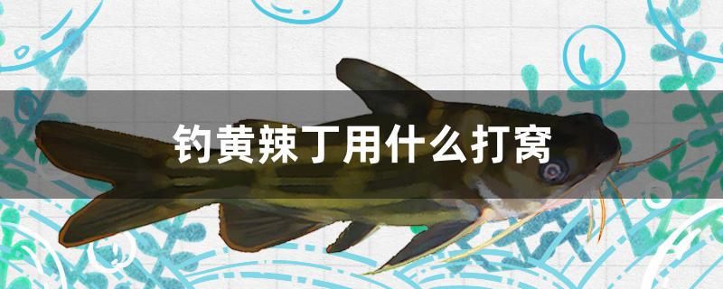 釣黃辣丁用什么打窩 海水魚（海水魚批發(fā)）