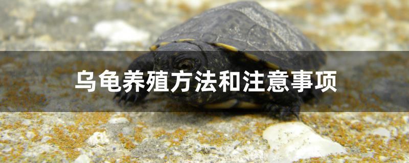 烏龜養(yǎng)殖方法和注意事項(xiàng) 水族維護(hù)服務(wù)（上門(mén)）