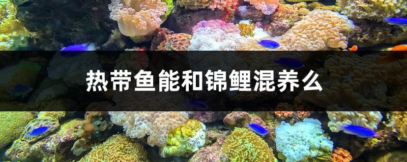 沈陽觀賞魚魚苗繁殖基地電話號(hào)碼查詢（沈陽觀賞魚魚苗繁殖基地電話號(hào)碼查詢是多少）