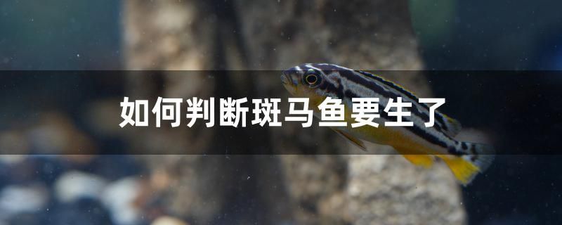 如何判斷斑馬魚要生了