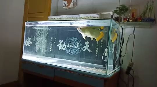 黑水虻處理餐廚垃圾（ 黑水虻處理餐廚垃圾技術(shù)規(guī)范） 水溫計(jì)