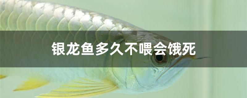 水族魚缸怎么安裝視頻教程圖解（水族魚缸怎么安裝視頻教程圖解大全） 刀魚魚