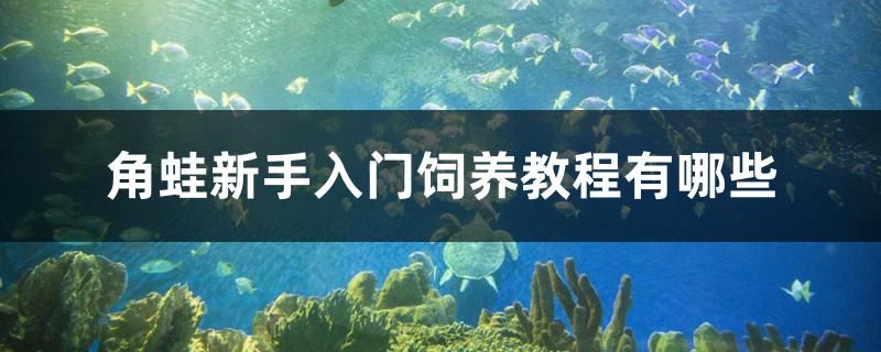 角蛙新手入門飼養(yǎng)教程有哪些