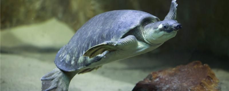 豬鼻龜吃魚糞便嗎怎么喂食