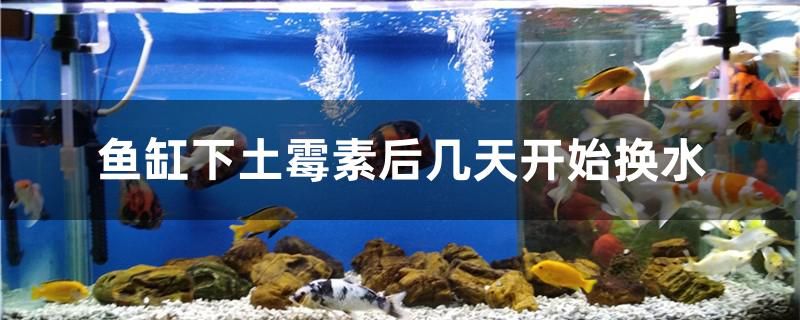 魚缸下土霉素后幾天開始換水