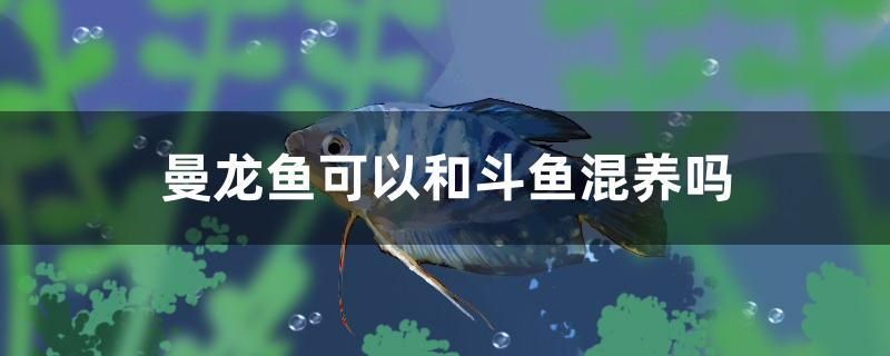 丹東水族批發(fā)市場地址在哪兒呀（丹東有水族館嗎） 魚缸凈水劑