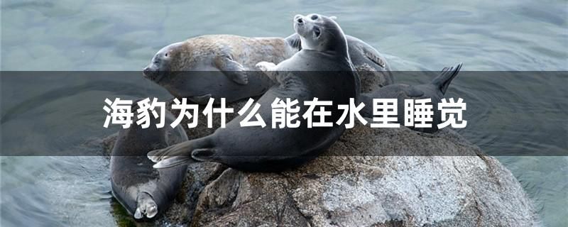 海豹為什么能在水里睡覺