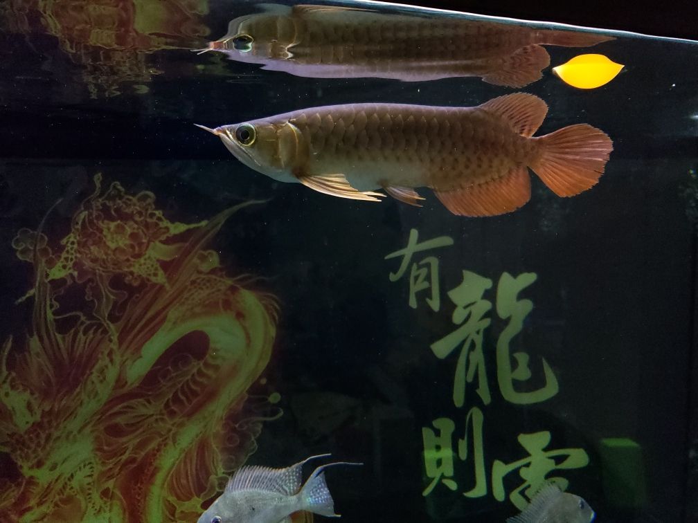 底濾魚(yú)缸怎么改造過(guò)濾更好 底濾魚(yú)缸怎么改造過(guò)濾更好呢