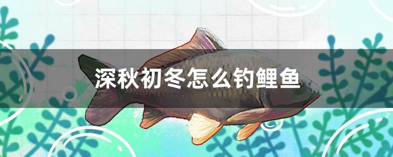 深秋初冬怎么釣鯉魚 杰西卡恐龍魚