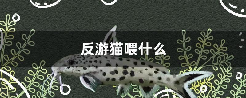 反游貓喂什么 黃金鴨嘴魚