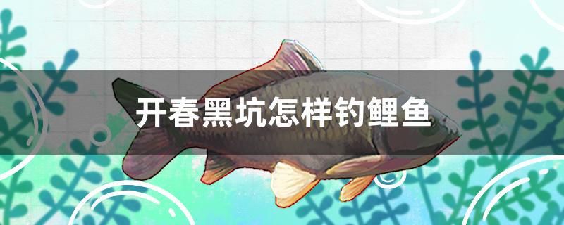 魚(yú)缸放陽(yáng)臺(tái)好不好 魚(yú)缸放陽(yáng)臺(tái)好不好風(fēng)水 祥龍進(jìn)口元寶鳳凰魚(yú) 第2張