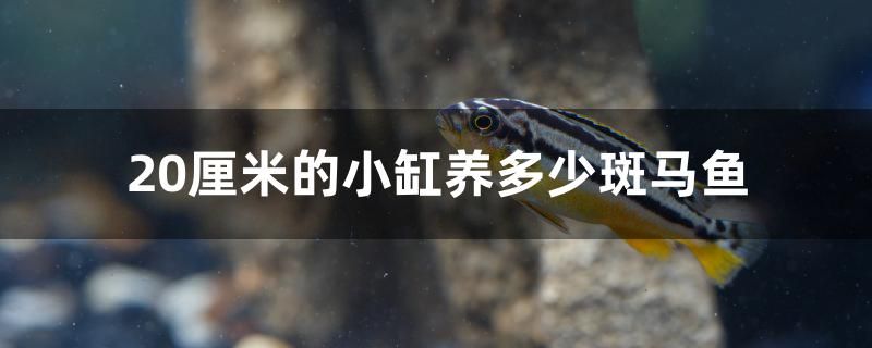 20厘米的小缸養(yǎng)多少斑馬魚 水溫計