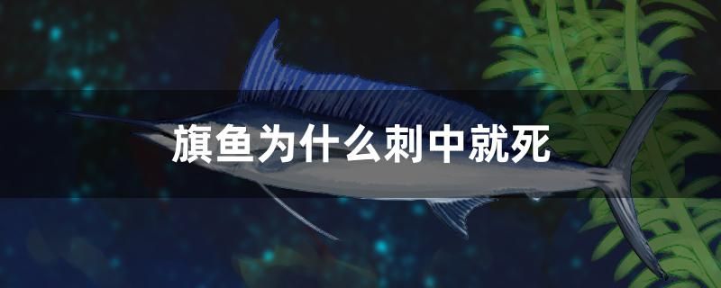 旗魚為什么刺中就死 豬鼻龜百科