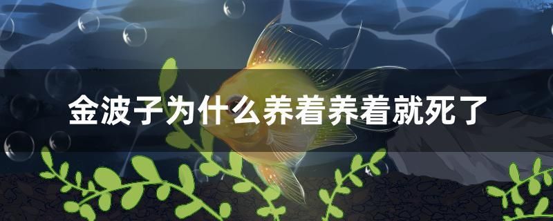 金波子為什么養(yǎng)著養(yǎng)著就死了 沖氧泵