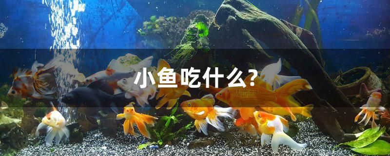 小魚吃什么？