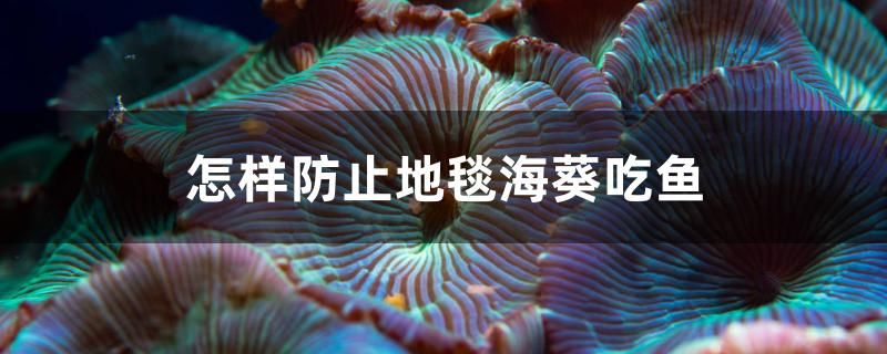 怎樣防止地毯海葵吃魚