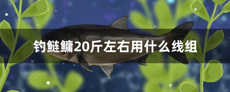 釣鰱鳙20斤左右用什么線組 福滿鉆魚