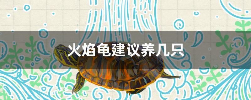 火焰龜建議養(yǎng)幾只 南美異型魚