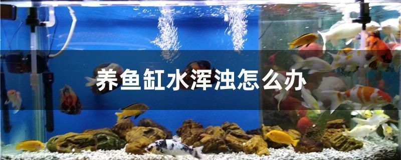 養(yǎng)魚缸水渾濁怎么辦 慈雕魚