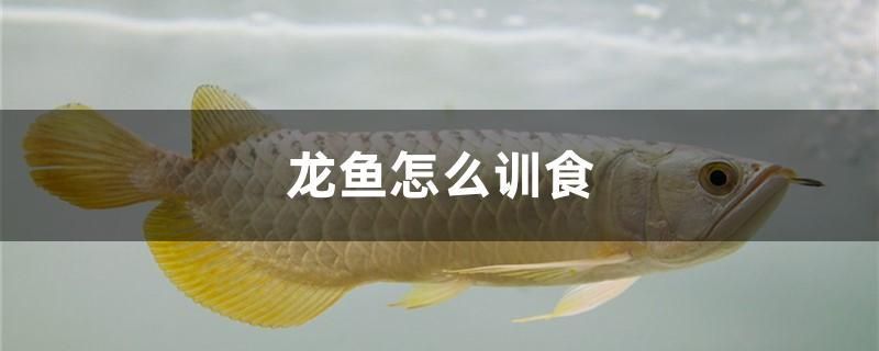 龍魚(yú)怎么訓(xùn)食 魚(yú)缸清潔用具