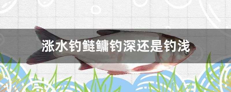 漲水釣鰱鳙釣深還是釣淺 玫瑰銀版魚