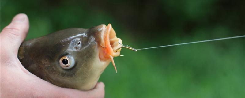 大鯉魚怎么釣用什么魚竿釣 翡翠鳳凰魚