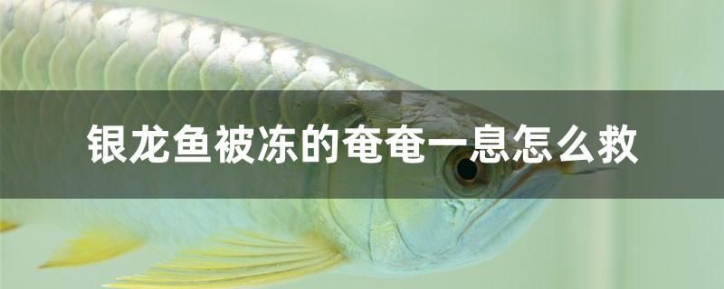 銀龍魚被凍的奄奄一息怎么救 巴卡雷龍魚