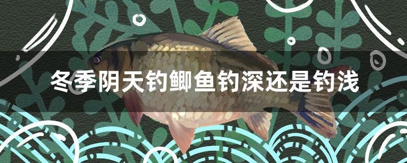 冬季陰天釣鯽魚釣深還是釣淺 黃金達(dá)摩魚