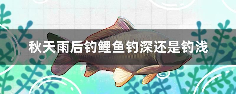 秋天雨后釣鯉魚釣深還是釣淺 金三間魚