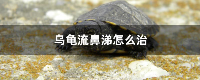 烏龜流鼻涕怎么治 水族維護(hù)服務(wù)（上門）