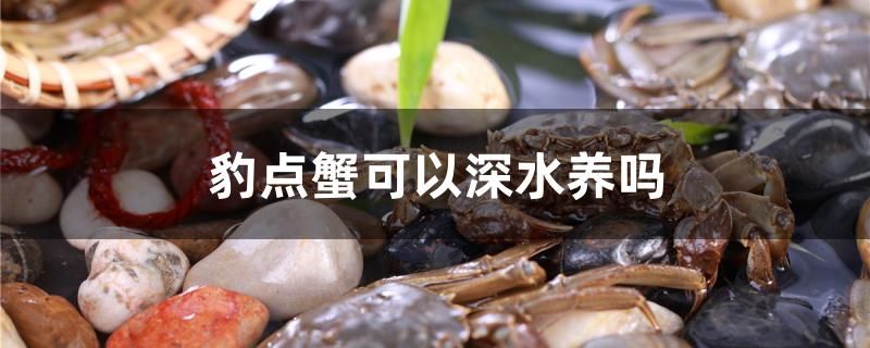 豹點(diǎn)蟹可以深水養(yǎng)嗎 白子關(guān)刀魚