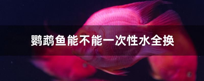 鸚鵡魚能不能一次性水全換