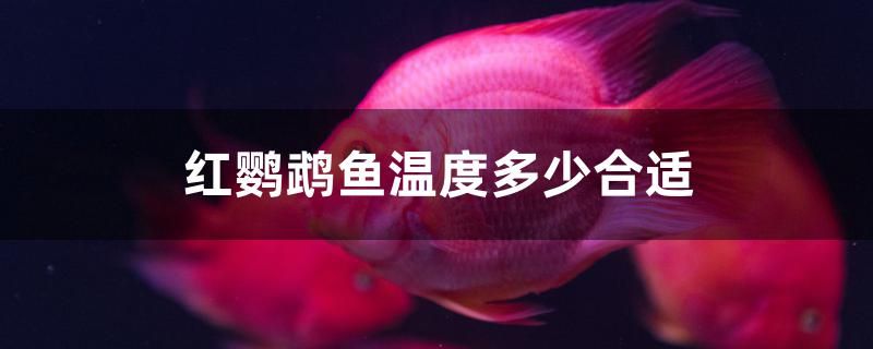 紅鸚鵡魚溫度多少合適 紅老虎魚