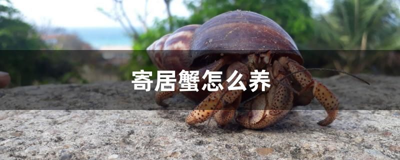 寄居蟹怎么養(yǎng)