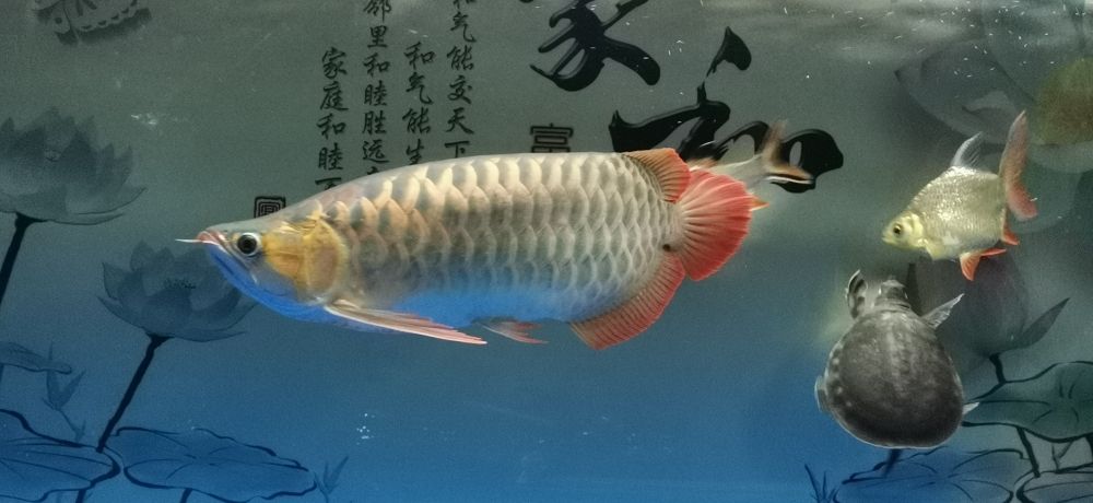 沒胃口下5號藥 觀賞魚論壇 第3張