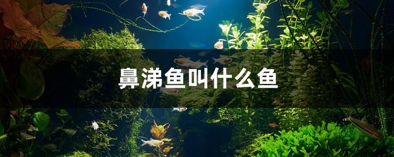 泗陽金龍魚總代理電話多少（泗陽金龍魚總代理電話多少?。?龍魚百科