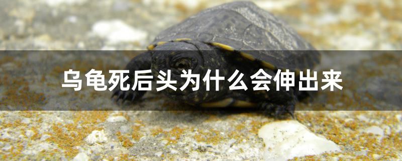 烏龜死后頭為什么會(huì)伸出來(lái) 七紋巨鯉魚(yú)